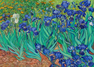 Irises by Van Gogh