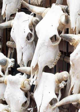 Cow Skulls Display