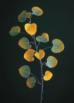 Autumn Branch with Yellow Leaves