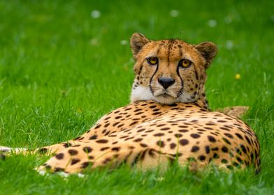 Cheetah Resting in Grass