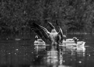 Goose Spreading Wings