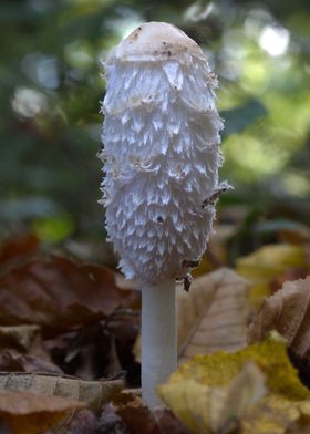 White Shaggy Ink Cap Mushroom