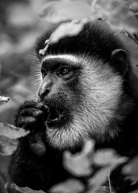 Black and White Monkey Portrait