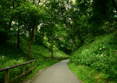 Forest Path