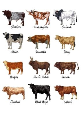 Cow drawings - cow breeds