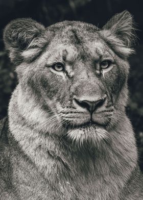 Lioness Portrait