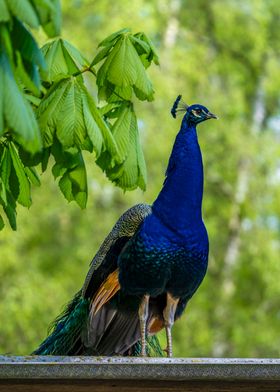 Peacock in Green Foliage