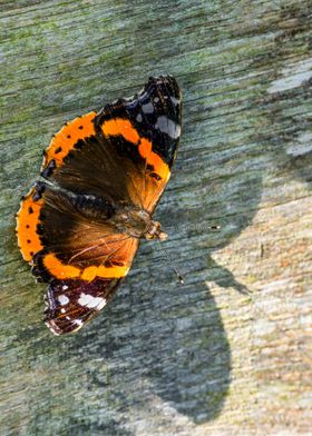 Red Admiral Butterfly on Wood