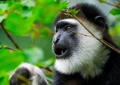 Black and White Colobus Monkey