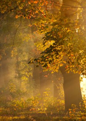 Golden Forest Mist