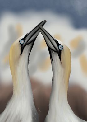 Gannets in Love