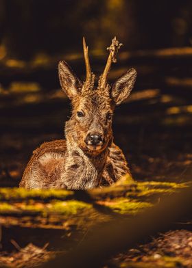 Young Deer in Forest