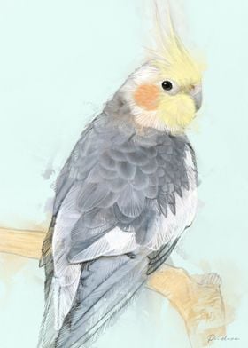 Cockatiel Bird Watercolor