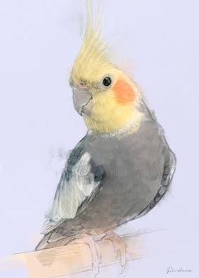 Cockatiel Portrait