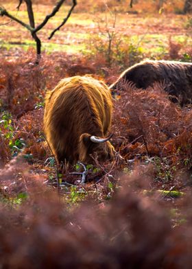 Highland Cow in Forest