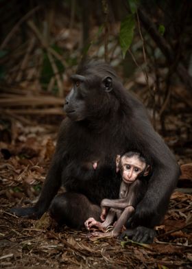 Mother and Baby Monkey