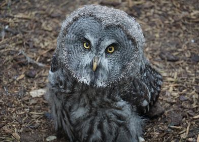 Great Grey Owl Close-Up