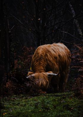 Highland Cow in Forest