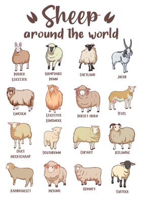 Sheep Breeds Around the World