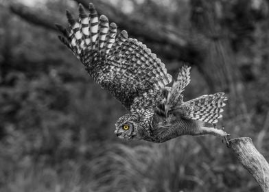 Owl in Flight