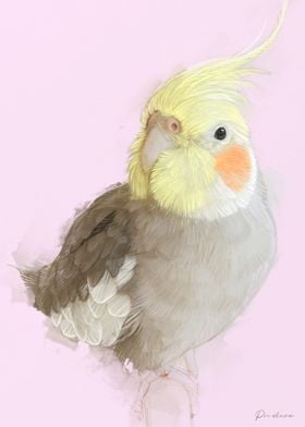 Cockatiel Portrait