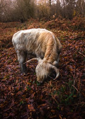 Highland Cow in Autumn Forest