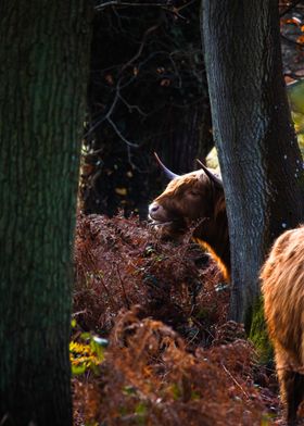 Highland Cow in Forest