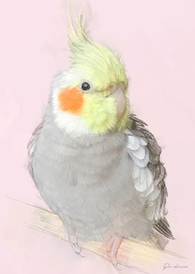 Cockatiel Portrait