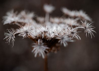 Dried Flower Close-Up