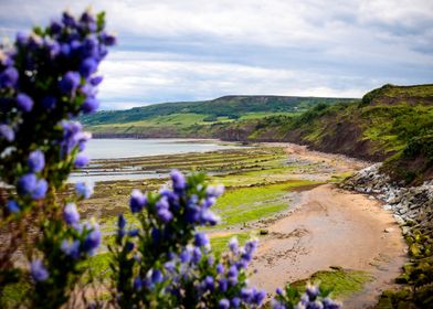 Coastal Landscape with Purple Flowers