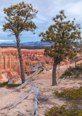 Bryce Canyon Pines