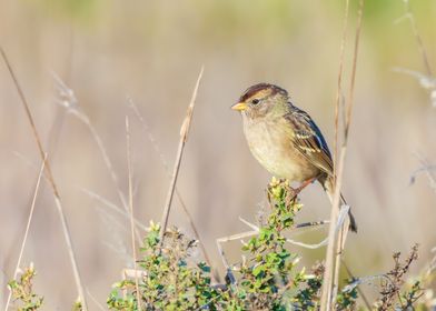 Sparrow on a Branch