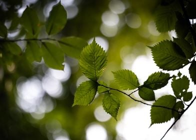 Green Leaves in Sunlight