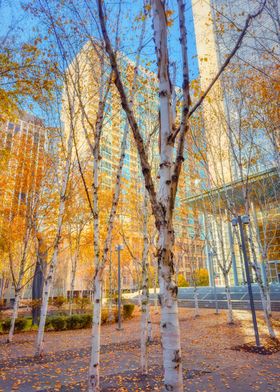 Birch Trees in Urban Park