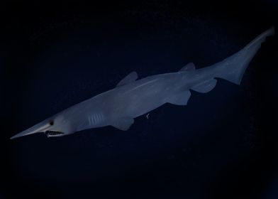 Goblin Shark in Deep Sea