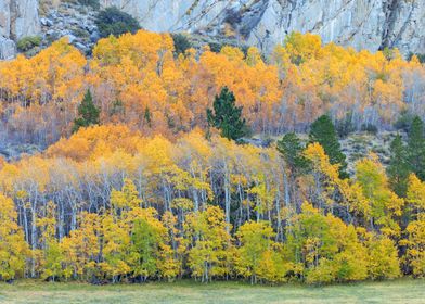 Autumn Forest Landscape