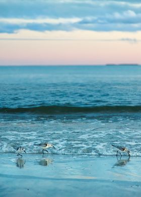 Shorebirds at Sunset