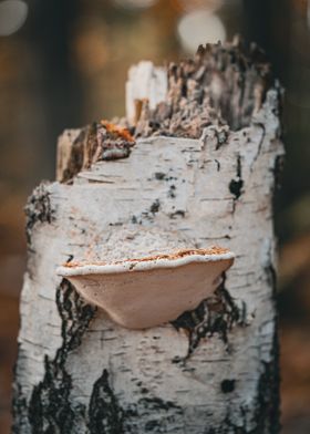 Mushroom on Birch Tree