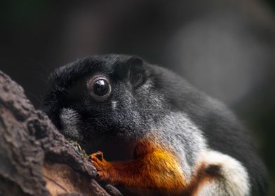 Tricolor Squirrel