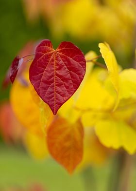 Heart-Shaped Autumn Leaf