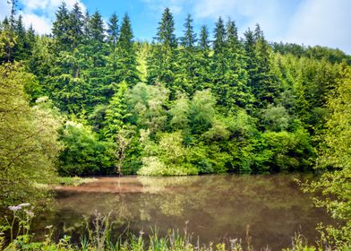 Forest Lake Reflection