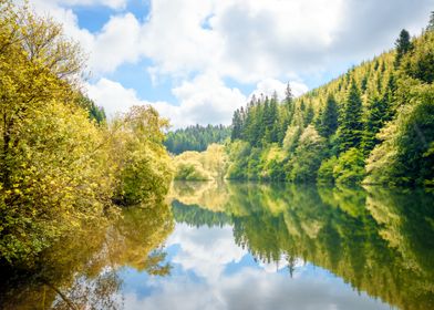 Serene Forest Lake