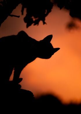 Cat Silhouette at Sunset