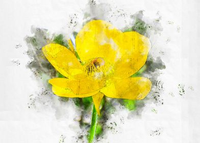 Watercolor Yellow Persian buttercup