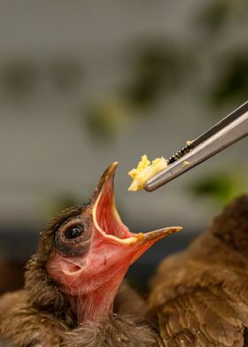 Baby Bird Being Fed