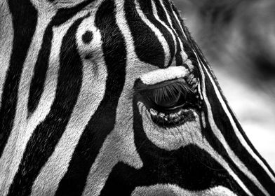 Zebra Eye Close-Up