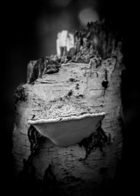 Mushroom on Birch Bark