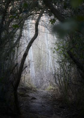 Forest Path