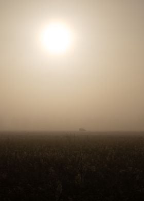 Misty Field with Sun