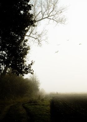 Misty Path in the Woods